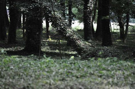 Wuzetki na terenach zieleni Sozosfera ochrona środowiska