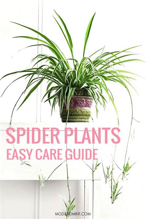 Spider Plant Care Indoors (Chlorophytum comosum)