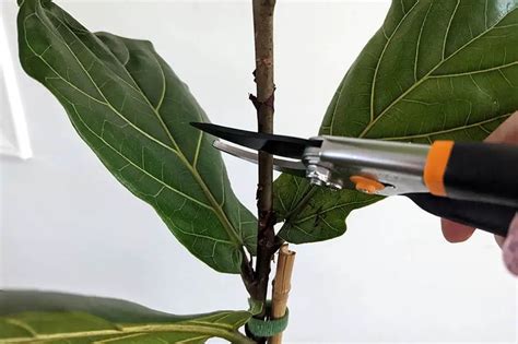 Ficus Lyrata Os Segredos Para Cultivar Sucesso Fig Plant Fiddle