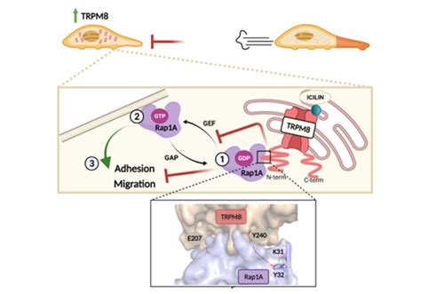 Cancers Free Full Text Trpm8 Rap1a Interaction Sites As Critical