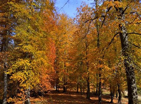 درفک، بام مه آلود گیلان مجله خبری سفرمی