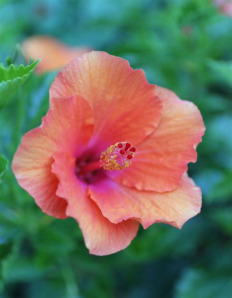 Coral Flowers The Trending Color Your Garden Needs Now Longfield