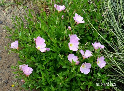 Mexican Evening Primrose Oenothera Berlandieri Desert Landscape