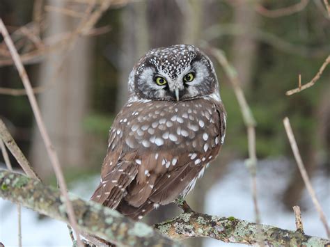 Boreal Owl Birds And Blooms