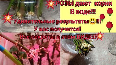 💥Укоренение роз в воде 💥- даёт хорошие результаты 😃👍👍👍, приспособление ...
