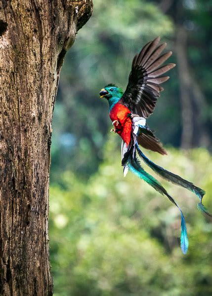 Resplendent Quetzal Blue