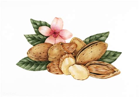 Hand Drawn Sketch Of Almonds Premium Image By How To