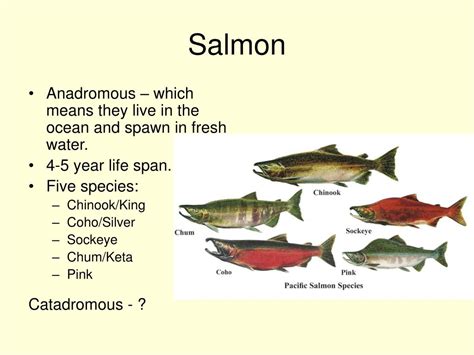 Ppt Salmon Powerpoint Presentation Free Download Id5079155