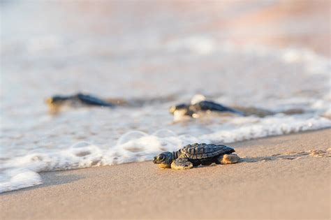 Kemps Ridley Sea Turtle Lepidochelys License Image