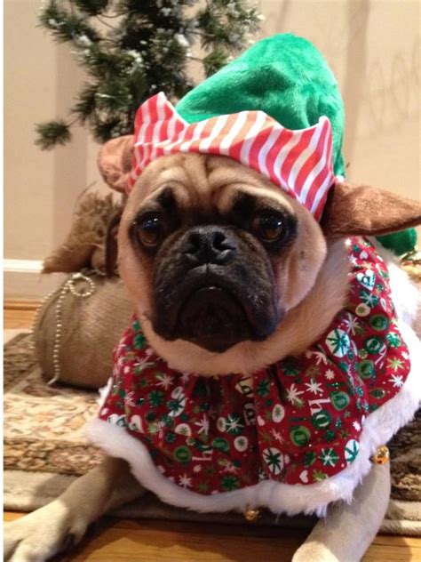 Christmas Pug | Pugs in costume, Pugs, Christmas dog