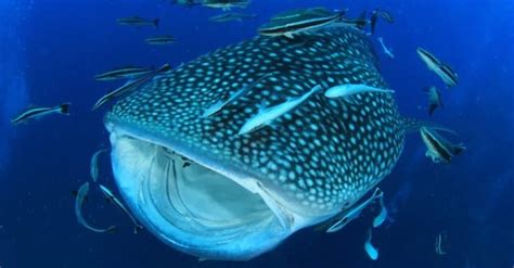 Whale Shark Size Comparison: The Largest Shark - A-Z Animals