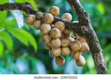 Longkong Lansium Parasiticum Tropical Fruit That Stock Photo 2196723231 ...