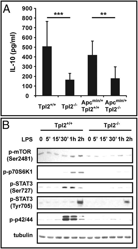 Tpl2 Ablation Promotes Intestinal Inflammation And Tumorigenesis In