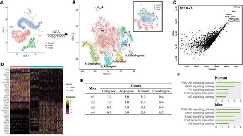 Single Cell Rna Sequencing Deconvolutes The In Vivo Heterogeneity Of