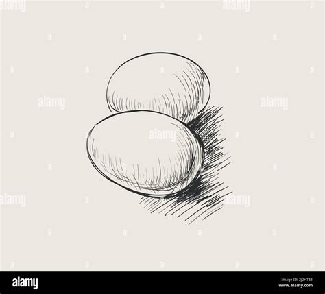 Eggs Chicken Egg Sketch Vector Hand Drawn Illustration Stock Vector