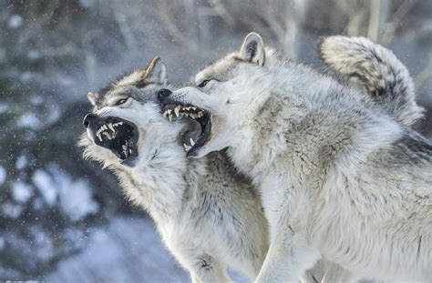 Fierce Gray Wolves Baring Teeth Canis Lupus Playing Fighti Flickr