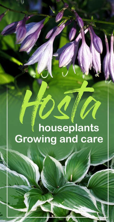 How to grow Hostas | Growing Hosta plant indoor | Hostas care - Naturebring