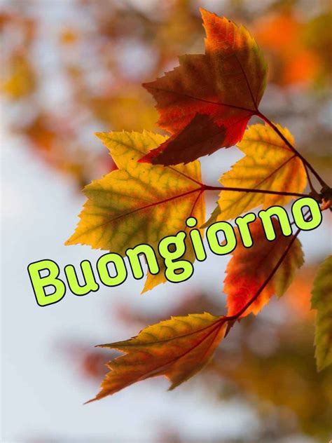 2500 Buongiorno Autunnale Immagini Nuove Gratis Per Whatsapp