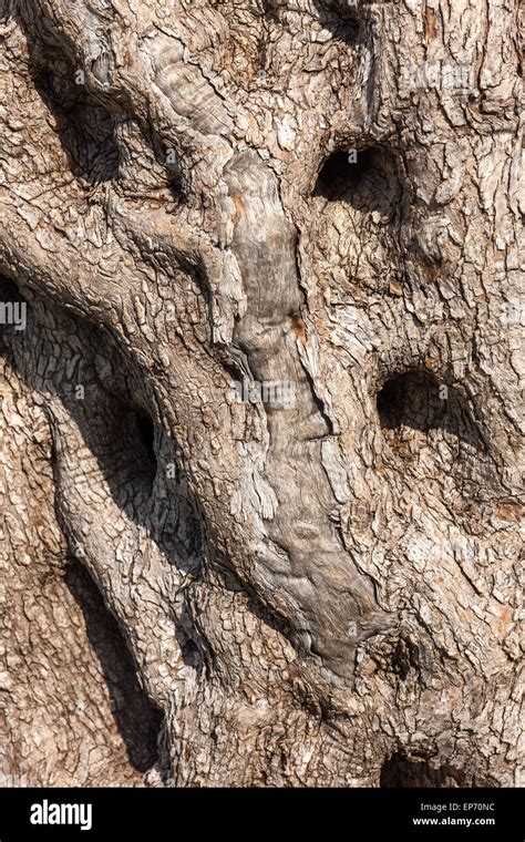 Natural Tree Bark Stock Photo Alamy