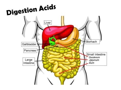 Digestion Acids