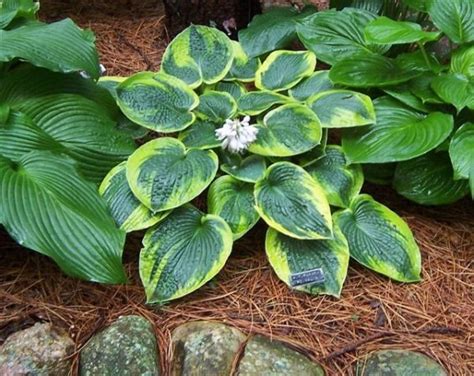 Some Green And Yellow Leaves Are In The Ground