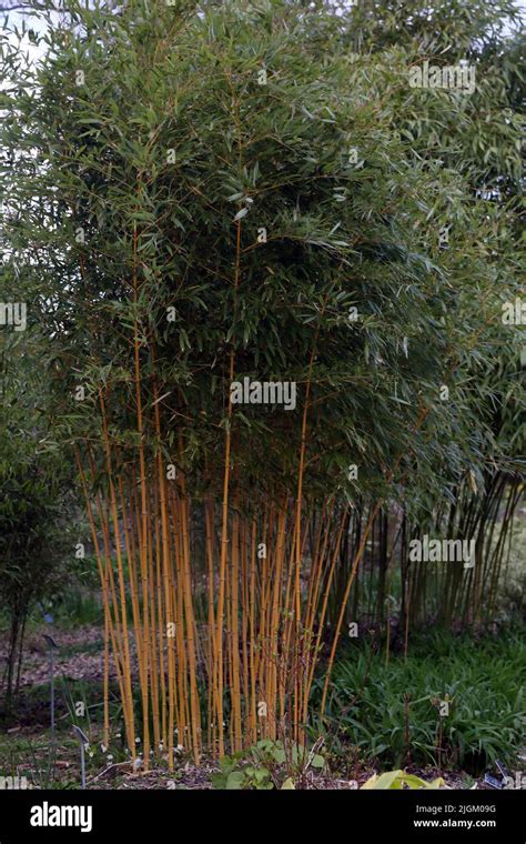 Yellow Bamboo Phyllostachys Aurea Growing At Wisley Rhs Garden Surrey