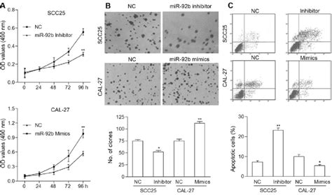 Mir 92b Promotes Oscc Cell Proliferation And Colony Formation And