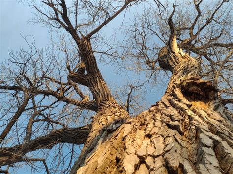 Cottonwood Tree Branches and Bark Stock Photo - Image of cottonwood, soil: 242944546