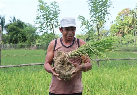 Puluhan Hektare Sawah Di Nagan Raya Terancam Gagal Panen Karena Kekeringan