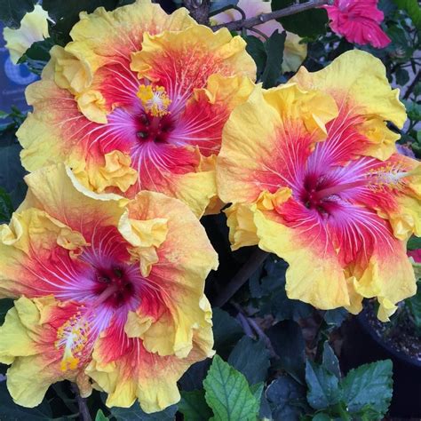 Rooted Tropical Hibiscus Plant Tahitian Sunset Splendor Ships In Pot