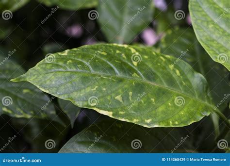 Hojas Verdes Y Amarillas De La Planta Tropical Imagen De Archivo