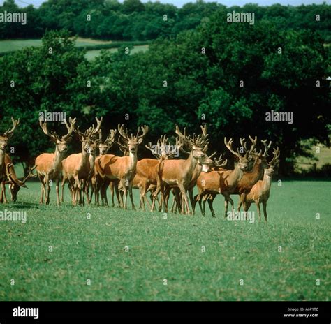 Group Of Red Deer Stags Hi Res Stock Photography And Images Alamy