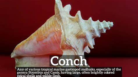 How Does Conch Look What Is Conch How To Say Conch In English