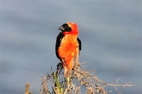 Photo Of Red Bishop