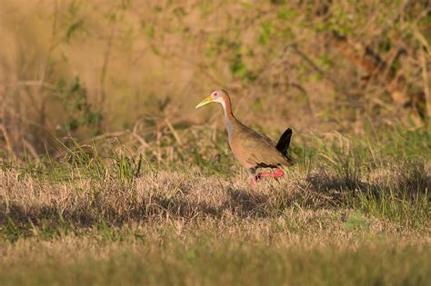 Ipacaa Aramides Ypecaha Giant Wood Rail Cayastacito S Flickr