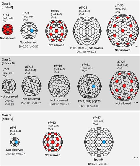 Icosahedral virus capsid architectures A schematic diagram is shown for ...