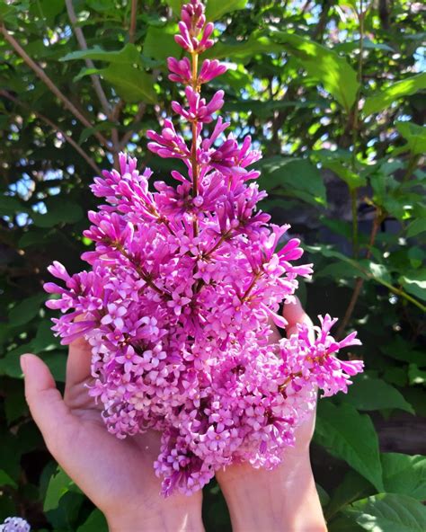 Сирень | Plants, Garden