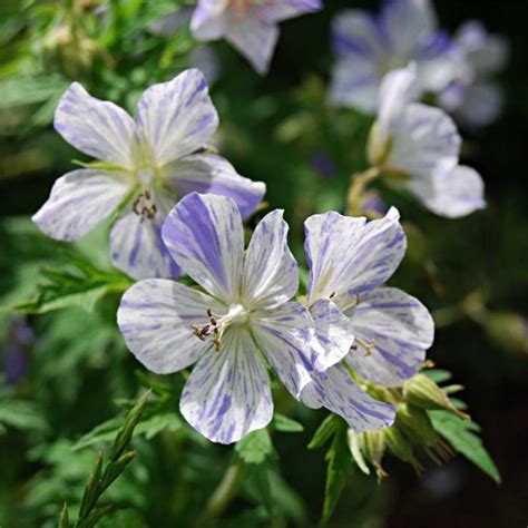 Geranium Vivace Pratense Splish Splah Fleurs Blanches Clabouss De Mauve