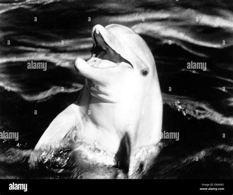 Flipper Movie Stockfotos Und Bilder Kaufen Alamy