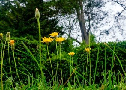 How To Remove Burr Weeds From Your Lawn Myhometurf