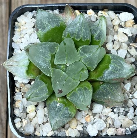 Shpr17602 Haworthia Pygmaea Ice City Кактус онлайн