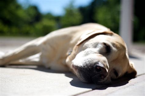 15 façons de savoir si un chien est en bonne santé