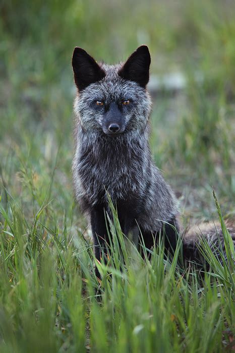 Silver Vixen Red Foxes Vulpes Vulpes Silver Phase