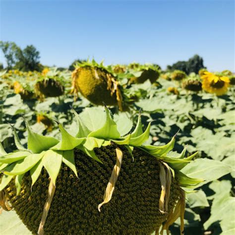 Semi Di Girasole Precoce Mas G Mas Seeds Resistente Alla