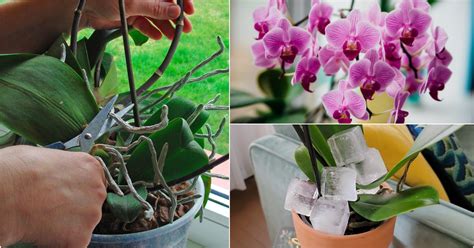 10 Common Mistakes That Are Killing Your Orchid