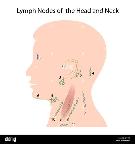 Lymphknoten Von Kopf Und Hals Stockfoto Bild Alamy