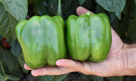 Currier Bell Pepper Not Treated Seedway