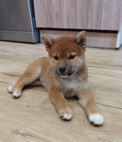 Shiba Inu Fci Suczka Z Rodowodem Zkwp Szyd Owiec Olx Pl