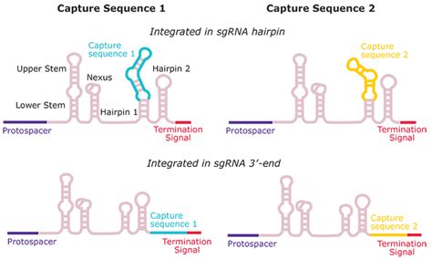 Discovery At Single Cell Resolution