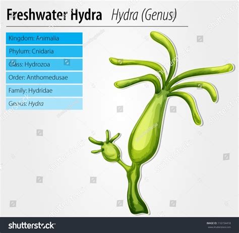 Freshwater Hydra - Hydra Genus Stock Vector Illustration 116154418 ...